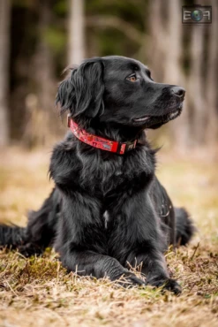 Catso & Co Pet Collar Oh Canada -PetNCoop Store 08femxyk