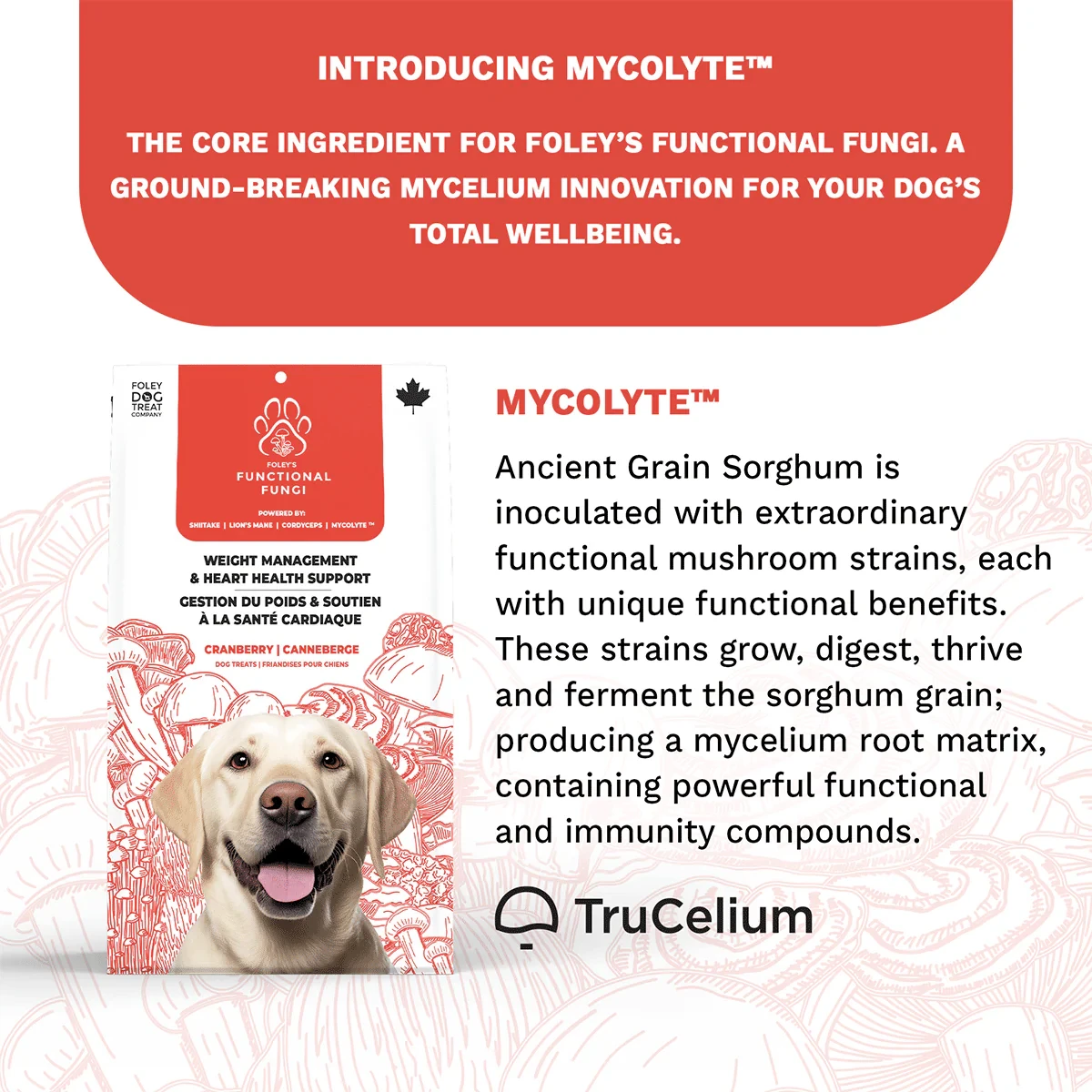 Foley's Functional Fungi Dog Weight Management & Heart Health Cranberry 200g 4 Foley's Functional Fungi Dog Weight Management & Heart Health Cranberry 200g - Image 2