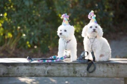 Training Collar-MEDIUM 14"-20"