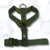 BULLY WAG "Y" STRAP HARNESS -PetNCoop Store 1 467x.progressive fe0aec4a d0c6 4097 917b aaa960cab779