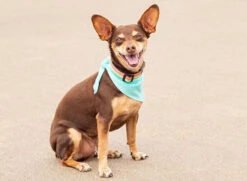 RC Pets Zephyr Cooling Bandana -PetNCoop Store 2224A 9