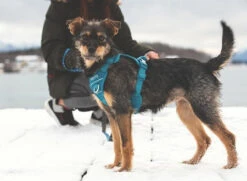 RC Pets Momentum Control Harness Small -PetNCoop Store 2251A 9 7d365a13 e648 425e a0d5 f33e35ede8fb