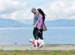 Momentum Control Harness Extra Large -PetNCoop Store 2253A 9 a1af1e10 6d26 4545 8e3a fde40e152638