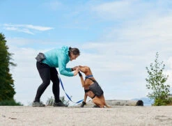 RC PETS QUEST DAY PACK XL 16 RC PETS QUEST DAY PACK XL -PetNCoop Store 2268A 9