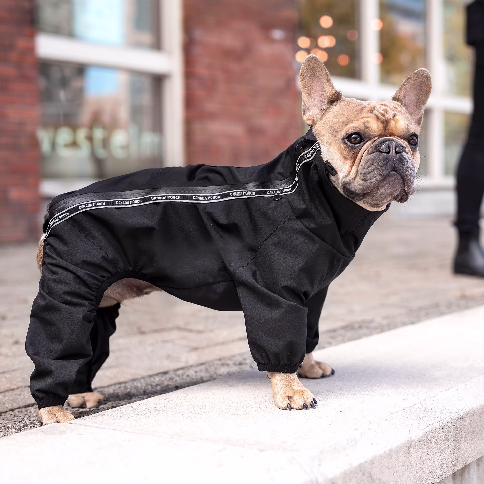 PetNCoop Store -PetNCoop Store 3628813 center 5