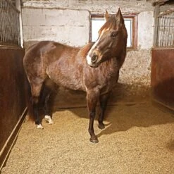 Straw Boss Straw Pellet Animal Bedding 40L -PetNCoop Store 472954716 1966285267209386 1783593921899744085 n