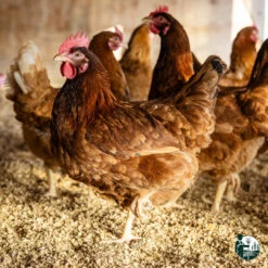 Straw Boss Straw Pellet Animal Bedding 40L -PetNCoop Store 486953384 1162560452332711 5591386163074726080 n