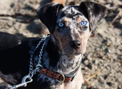 Training Collar-LARGE1" Wide18"-26"L