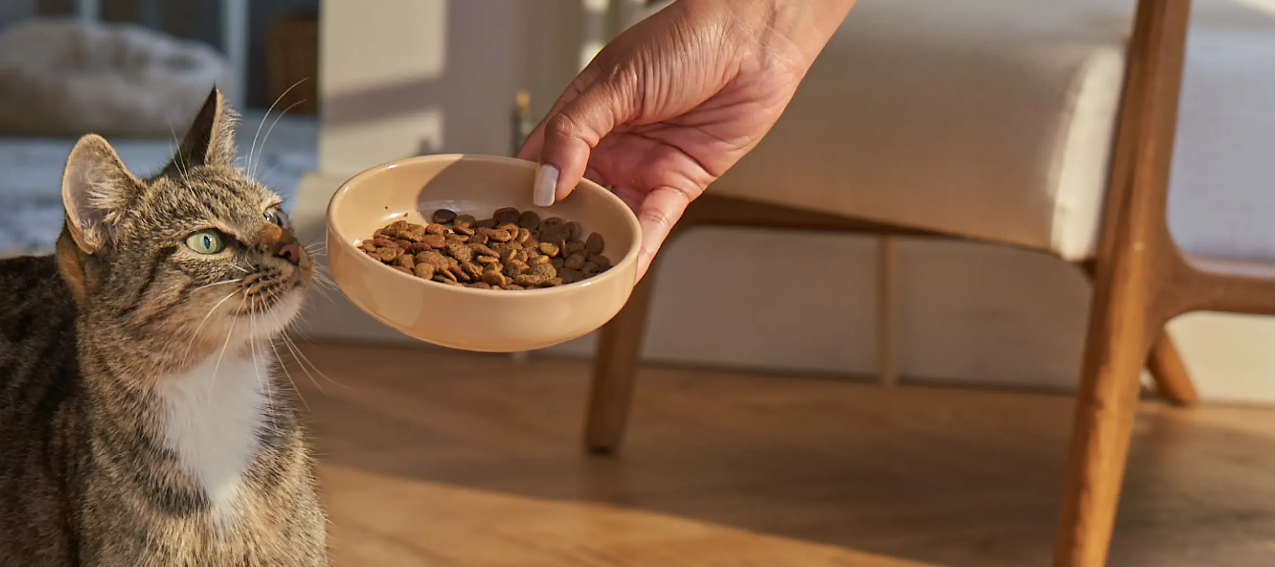 PetNCoop Store -PetNCoop Store 673c7a8cd9fb8004733f17b2 Blink Dry Landscape PAH logo 1 1 scaled