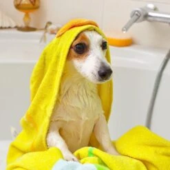 VETS BEST HOT SPOT SHAMPOOO 16OZ 13 VETS BEST HOT SPOT SHAMPOOO 16OZ -PetNCoop Store 71 RsM03DlL. SL1000