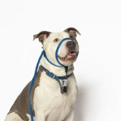 Heather's Heroes Sidekick 3/8" -PetNCoop Store BlueRegular Faraday 750x 48dc2d2e e446 4090 8efb 2f52fb34eb84