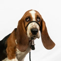 Heather's Heroes Transitional Sidekick Mini 1/4" -PetNCoop Store MiniBlack Walter 750x 81c3d99e 4d66 4229 844f 50f78c77bedd