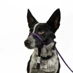 Heather's Heroes Transitional Sidekick Mini 1/4" -PetNCoop Store MiniPurple Obi 750x 4360eeb2 c22d 4d74 a8de b3b2f35f7358