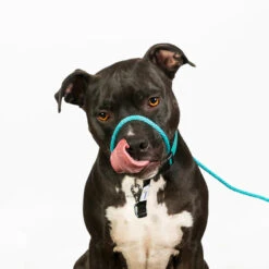 Heather's Heroes Transitional Sidekick Mini 1/4" -PetNCoop Store MiniTurquoise Maui 750x 7b10a810 b783 4c5c 92f8 7e055f8e47b0