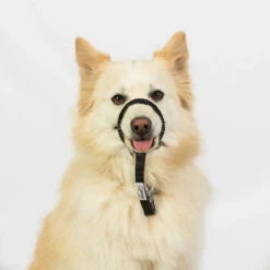 Heather's Heroes Sidekick 3/8" -PetNCoop Store RegularBlack Kitt 750x 55fe746e fa3f 4c44 b644 46a4f9eb9aa5