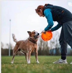 Non-Stop Dog Wear Collar Adjustable WD -PetNCoop Store Screenshot 15 5 2024 101634 www.nonstopdogwear.com