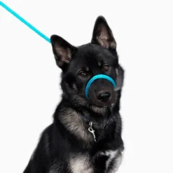 Heather's Heroes Sidekick 3/8" -PetNCoop Store Turquoise TL Major White 750x bbbb5ee0 1635 4cc7 8370 4aabd558bec9