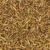 Black Soldier Fly Larvae 1.2lb -Canadian Grubs -PetNCoop Store WN64.ALT01 2