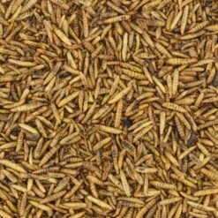 Black Soldier Fly Larvae 1.2lb -Canadian Grubs