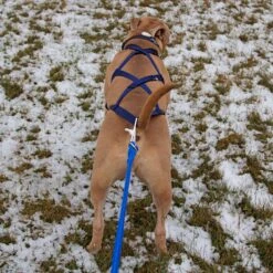 X-Back Pulling Harness Large (Kicksledding Skijoring) -PetNCoop Store XBackHarnessPulling 1e90c4f3 6f02 4a3a b9da bc4b11ad9e7c