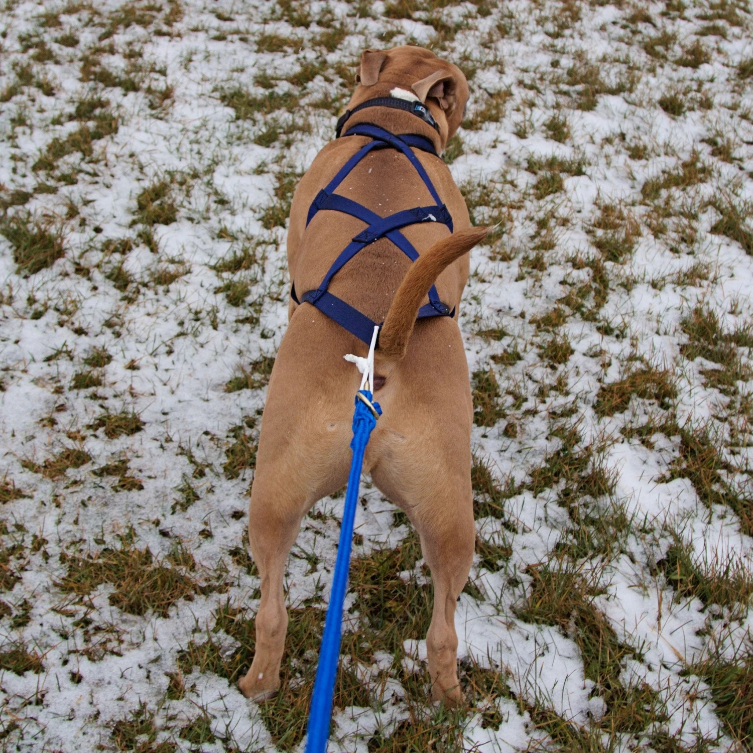 X-Back Pulling Harness Small (Kicksledding Skijoring) 6 X-Back Pulling Harness Small (Kicksledding Skijoring) - Image 4