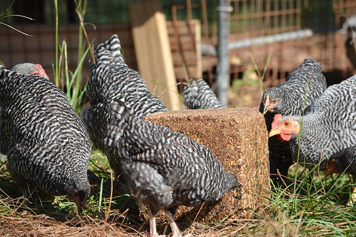 Sweetlix Gamebird & Fowl Block 4 Sweetlix Gamebird & Fowl Block - Image 2