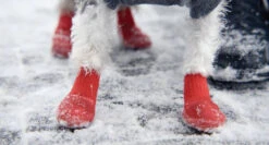 Gooeez Boots 2XS Camo 2-Pk -PetNCoop Store goo eez dog2 1024x1024 d4d59295 6421 471d 83fc 8248547240d9