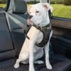 KURGO Impact Seatbelt Harness -PetNCoop Store impact harness
