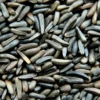 NYJER SEED 4KG 1 NYJER SEED 4KG -PetNCoop Store product nyjerseed