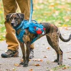 Kurgo RSG County Harness Large -PetNCoop Store rsg county 3 12 18 store 95642.1549720551 1