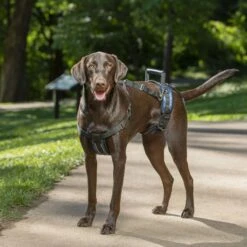 Lifting Harness Full Body 35-70lb -PetNCoop Store solvit large carelift full body dog lifting harness 2 eaa0da99 b052 4dce 869b d5b282b3fe99