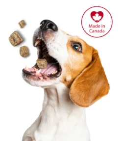 Foley's Functional Fungi Brain Function & Senior Support Peanut Butter 200g -PetNCoop Store sscbi699