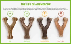 Benebone Wishbone Medium -PetNCoop Store when to replace your benebone 0520b 1333f79c 745a 4707 9db1 72740c228c67